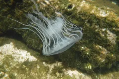 a translucent white jellyfish 