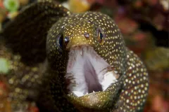 This is one of about 200 species of moray eels that live in tropical and subtropical coral reefs.