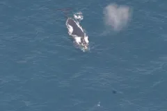 This photograph was snapped as Phoenix swam in the Gulf of Maine in July 2008.