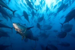 A school of Atlantic bluefin tuna