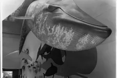 A blue whale model in the Life in the Sea exhibit