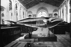 A half-cast and skeleton of a humpback whale in the National Museum