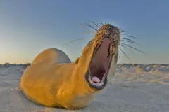Close-up photograph looking into the gaping mouth of a golden brown sea lion, lying on the sand.