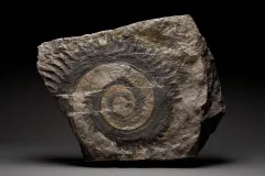 Fossil tooth whorl of ancient shark.