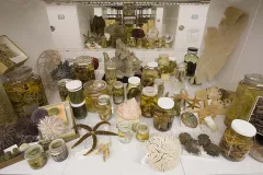 A few corals are part of this small sampling of the approximately 35 million specimens represented in the invertebrate zoology collection housed at the National Museum of Natural History.