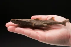 The dwarf lantern shark sits in a human hand. 
