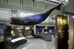 A model of a right whale hangs in the Ocean Hall