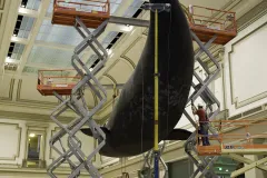 A crew works on creating a life-size, meticulously detailed model of the North Atlantic right whale Phoenix