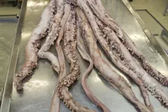A female giant squid being prepared for display. 