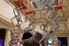 Scaffolding and supports support a life-size model of a right whale in the national Museum of Natural History.