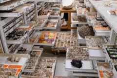 Yolanda Villacampa, Museum Specialist - Invertebrate Zoology, Smithsonian's National Museum of Natural History