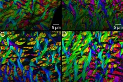 Bundles of crystals form a woven pattern in parrotfish teeth. 
