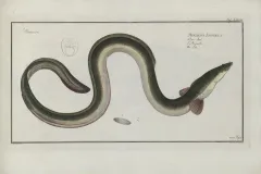 an old illustration of an eel