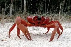 Around 44 million red crabs (Gecarcoidea natalis) are endemic to Christmas&nbsp;Island located in the Indian Ocean.