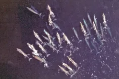 A pod of Baird's beaked whales in the eastern North Pacific. 