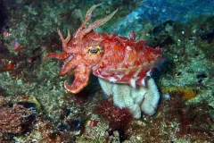 A Red Reaper Cuttlefish