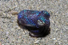 Photo of small multi-colored bobtail squid sitting on ocean floor.