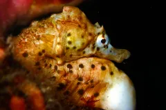 A Bigbelly Seahorse