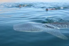 There is a large demand for shark ecotourism. 