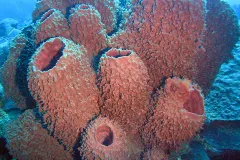 A large pink barrel sponge