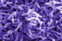 purple bacteria