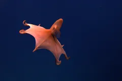 a red octopus spreads its arms in the open sea