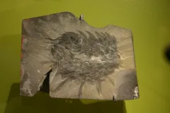 a fossilized ancient sea creature