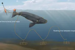 This illustration shows how fishing lines attached to traps and buoys on the ocean floor present a potentially deadly hazard to North Atlantic right whales.