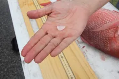 a red snapper's ear stone in the palm of someone's hand
