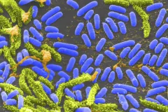 a close up of bacteria