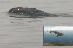 This whale is entangled in fishing gear. The inset shows how special fishing lines allow whales to escape such accidental entrapments.