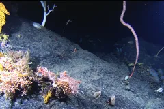 A variety of corals cling to Manning Seamount, just off the coast of Cape Cod, Massachusetts.