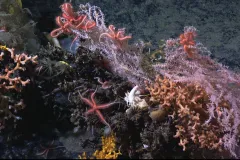 Colorful corals and brittlestars on Manning Seamount off the New England coast.
