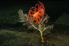 Photograph of an orange many-armed sea star on an erect delicately-branched coral in a dark sea.