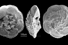 Globotruncana falsostuarti -- a foram that lived about 75 million years ago, during the Cretaceous Period.