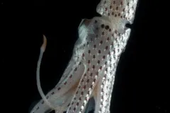 This jewel squid (Histioteuthis bonnellii) lives above the Mid-Atlantic Ridge.