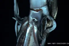 The elusive giant squid