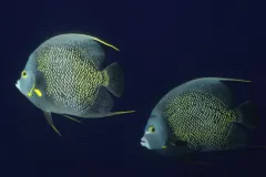 A pair of French Angelfish (Pomacanthus paru) swim off the coast of Brazil.