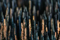 a closeup of many mangrove pneumatophores