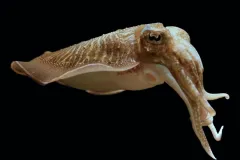 Like other cephalopods, the common cuttlefish (Sepia officials Linnaeus, 1758) possesses serious brain power.