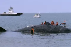 The Smithsonian Marine Mammal team moves into action after a dead sperm whale is spotted floating off Cape Hatteras, N.C.