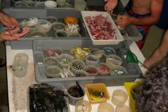 Back at the lab, researchers sort the fish specimens they gathered in the field.