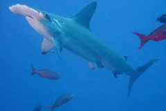 The scalloped hammerhead shark is one of the five species CITES has protected. 