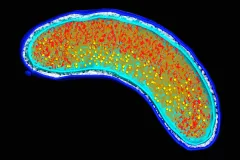 a 3D representation of a marine bacterium