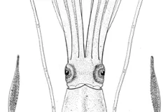 Published in 1882 by Yale Professor A.E. Verrill, this is the first scientific illustration of a giant squid.