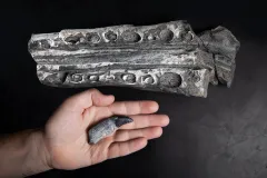 a fossilized jawbone and tooth of an ichthyosaur