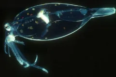 Photograph of a transparent polka-dotted squid in the dark ocean.