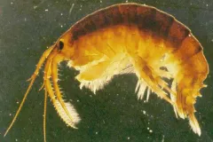 The vicious "killer shrimp."