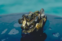 A photo of zebra mussels clinging together, the mollusks have successfully invaded brackish and freshwater areas across North America.