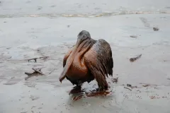 Photograph of an oiled brown pelican squatting on the beach.